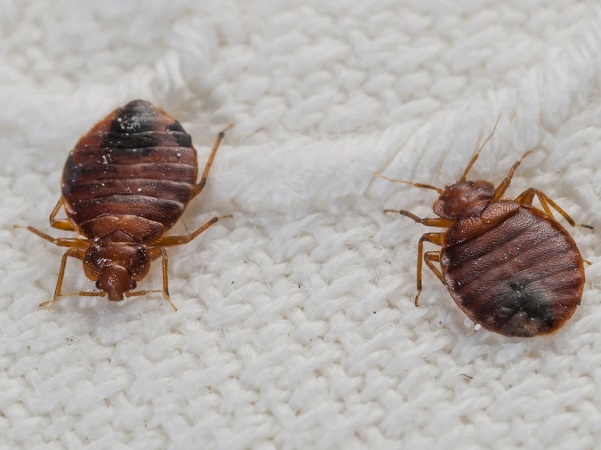 Bed bugs control service in Westlands