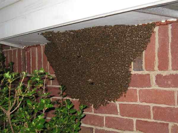 bees removal services in Nairobi Kenya