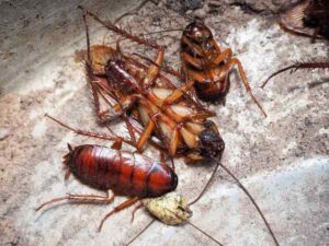 Cockroaches Control Services in Nairobi Kenya