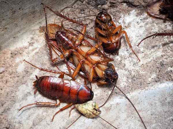 Cockroaches Control Services