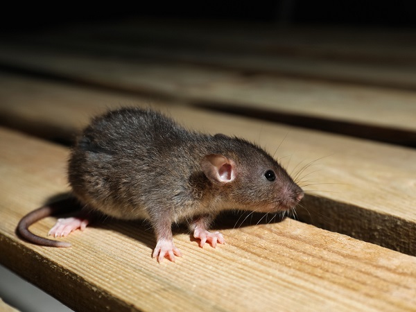 Rodents Control Services in Nairobi Kenya