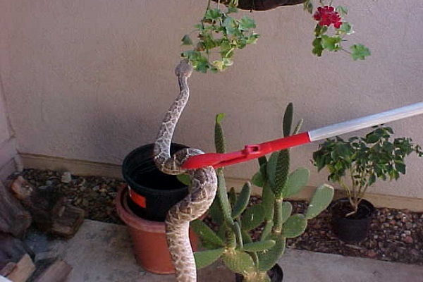 Snake Control Services in Nairobi Kenya