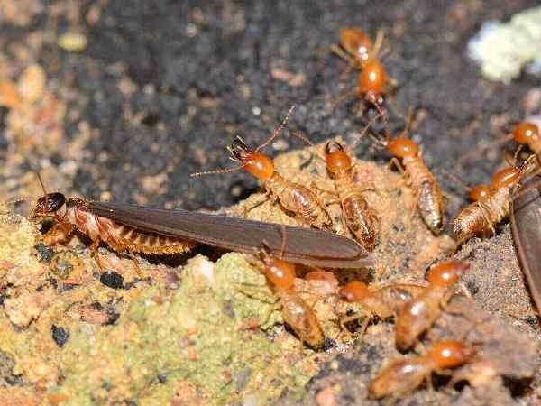 Termite control services in Nairobi Kenya